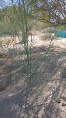 Parkinsonia florida