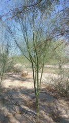 Parkinsonia aculeata