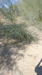 Parkinsonia florida