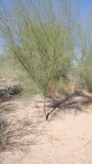 Parkinsonia