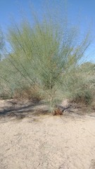 Parkinsonia aculeata