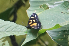 Chlosyne narva