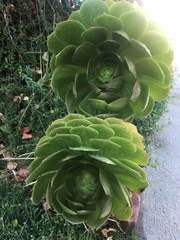 Aeonium canariense