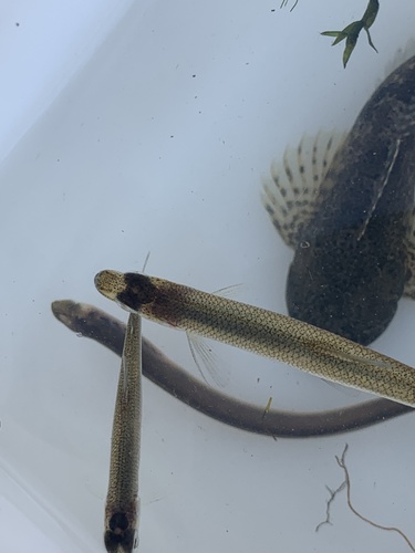 Japanse spiering (Hypomesus nipponensis) — Osmeridae — 3