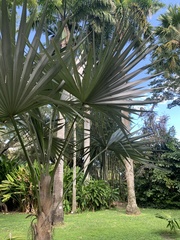 Coccothrinax