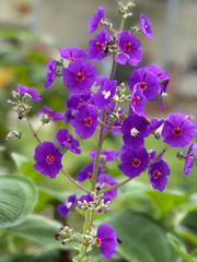 Pleroma heteromallum