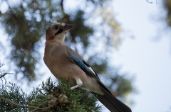 Garrulus glandarius