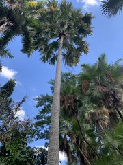 Saribus rotundifolius