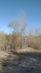 Prosopis pubescens