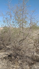 Prosopis pubescens