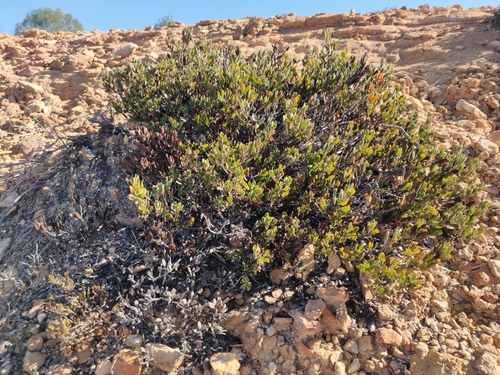Image of Arctostaphylos myrtifolia by (c) Alexander Wentworth, some rights reserved (CC BY)