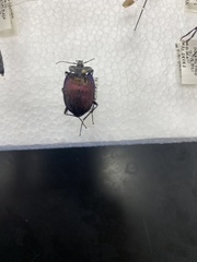 Scaphinotus elevatus