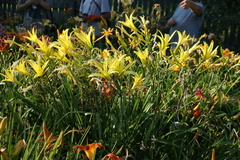 Hemerocallis citrina