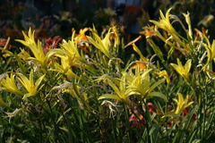 Hemerocallis citrina