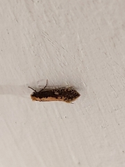 Monopis crocicapitella