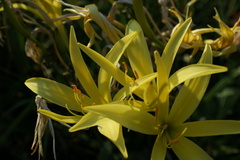 Hemerocallis citrina