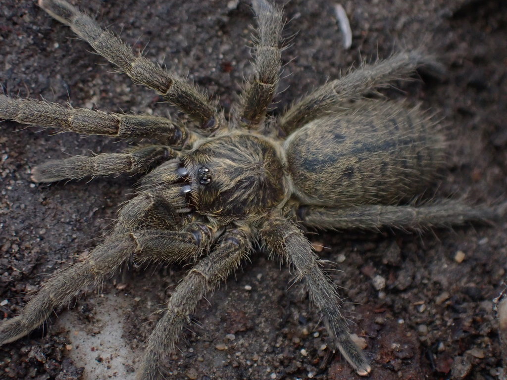 Golden Baboon Spider