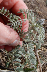 Sophora nuttalliana