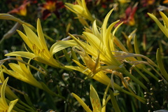 Hemerocallis citrina