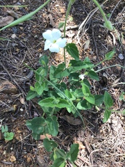 Thunbergia atriplicifolia