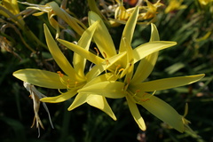 Hemerocallis citrina