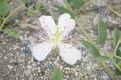 Capparis sicula