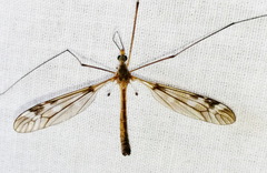 Tipula longiventris