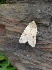 Agrochola blidaensis