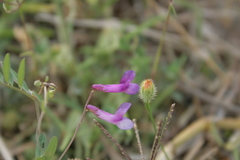 Vicia villosa microphylla
