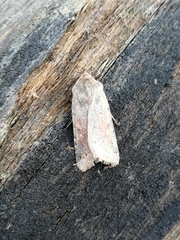 Agrochola haematidea