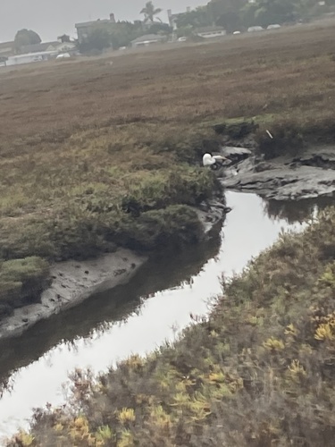 iNaturalist observation photo of Great Egret