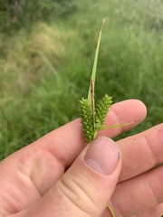 Carex punctata