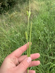 Carex punctata