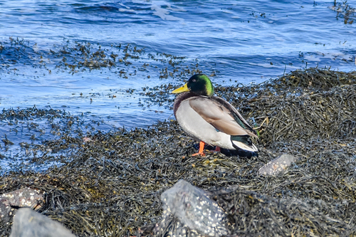 Mallard photographed in Maine