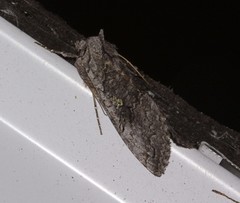 Syngrapha viridisigma