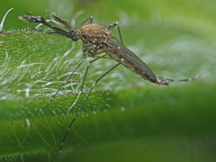 Aedes rusticus