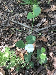Thunbergia atriplicifolia
