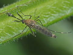 Aedes rusticus