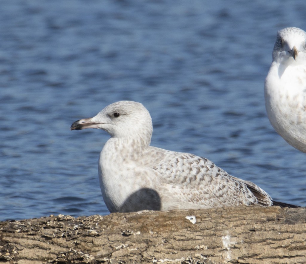 American Herring Gull from West Carrollton, OH, USA on November 30