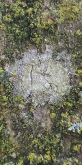 Lecanora barkmaniana