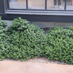 Buxus sempervirens