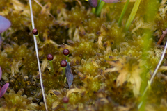 Sphagnum balticum