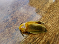 Endobrachys revocans