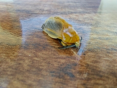 Endobrachys revocans