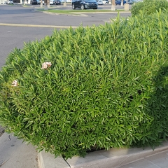 Nerium oleander