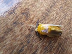 Endobrachys revocans