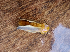 Endobrachys revocans