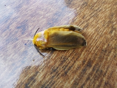 Endobrachys revocans