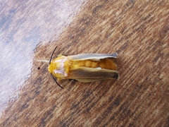 Endobrachys revocans