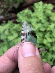 Trimerotropis cyaneipennis